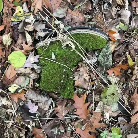 Overgrown With Moss