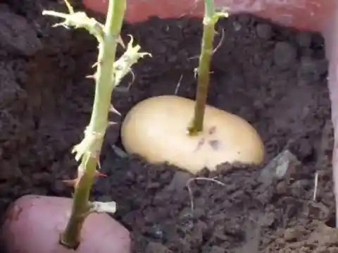 Potatoes and Roses Are a Match Made in Heaven