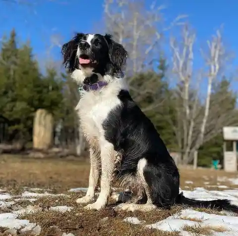 Sprollie (Border Collie + Springer Spaniel)