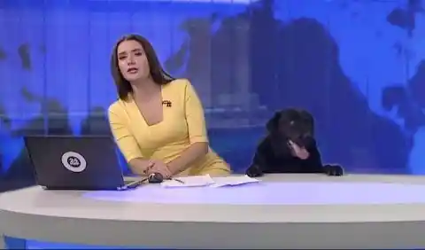 Noticias Woof