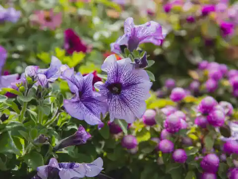 Her Flowerbeds