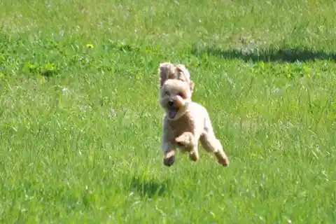 Poodle Finds Bliss in a Meadow