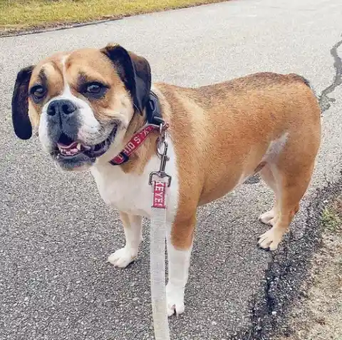 Beabull (Beagle + English Bulldog)