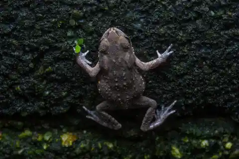 Touching Toads Will Give You Warts