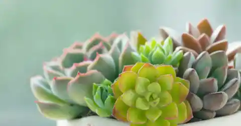 Bathroom Planter 