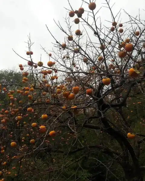 Persimmon in the Wild