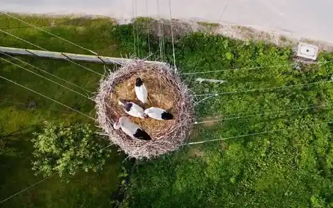 Bird’s Nest Bird’s Eye View