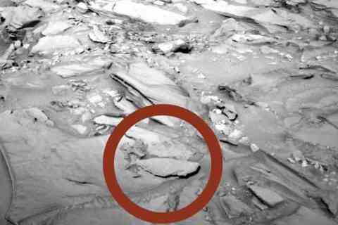 Fish on Mars?