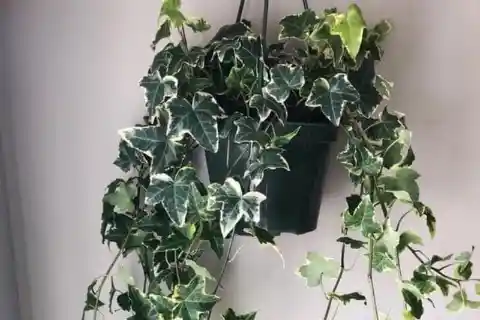 English Ivy as an Air Purifier