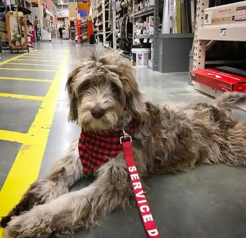 Aussiedoodle (Australian Shepherd + Poodle)