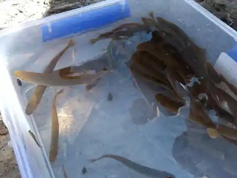 Unwanted Fish