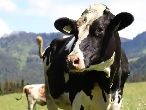 The Catastrophic Cows Of Kansas