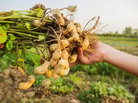 Which president was a peanut farmer in his free time?