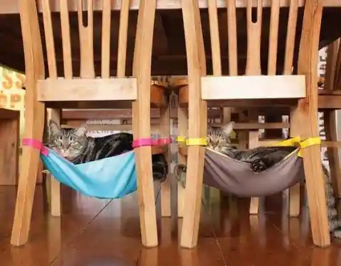 Hammocks for Our Fur Babies