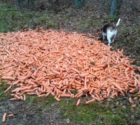 Stockpile of Carrots