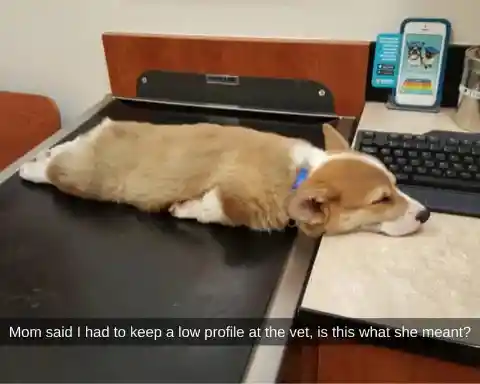 Snoozing Corgi