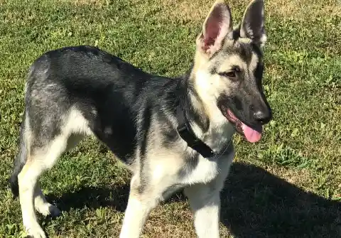 In The Grass