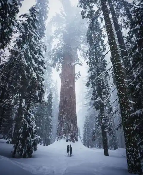 Humans Versus Giant Sequoias