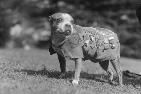 Sergeant Stubby