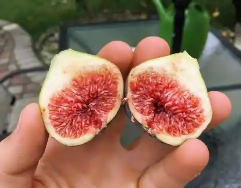 Figs are part of the fruit family