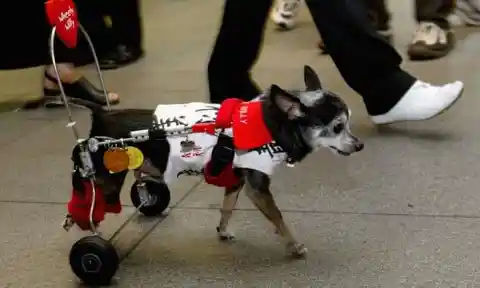 A Chihuahua On Wheels