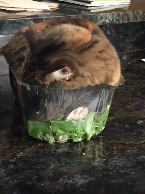 Salad Slumbering