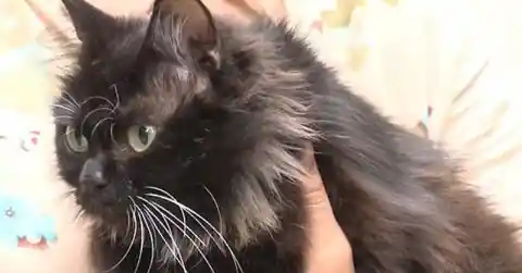 A Different Cat