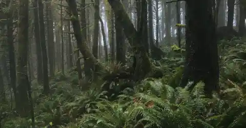 Into The Forest