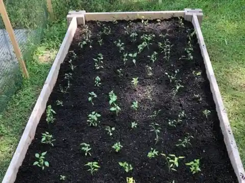 Use a Muffin Tin to Space Plants Evenly