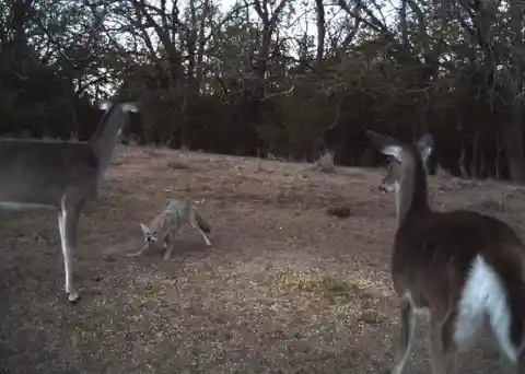 Coyote vs. Deer