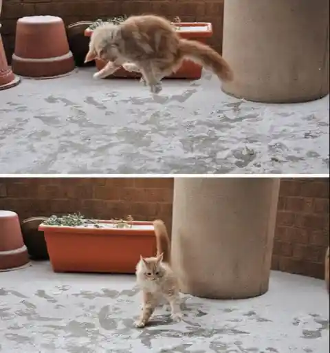 Cat Gets a Pep in Its Step After Discovering Snow