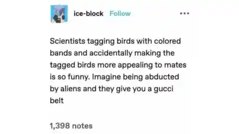 Tagging Birds