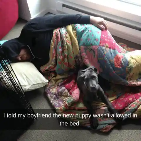 Dog vs Girlfriend