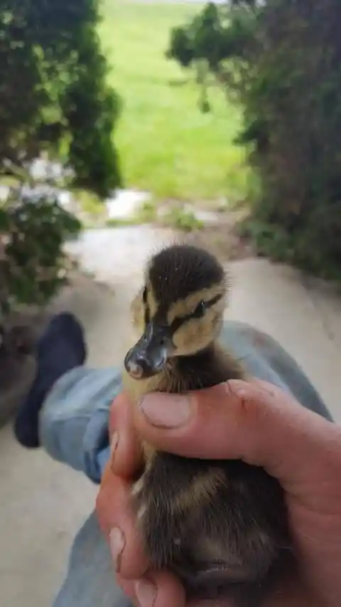 An Unlikely Pair of Pets