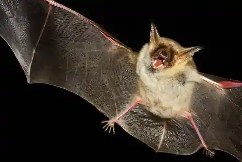 Sadly, Bats Are Blind