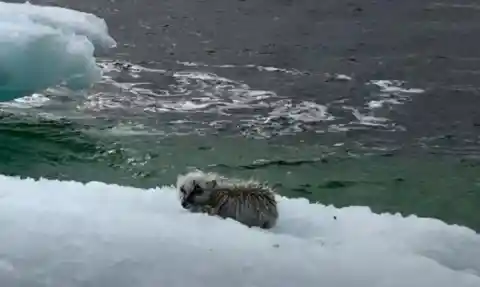 Arctic Fox