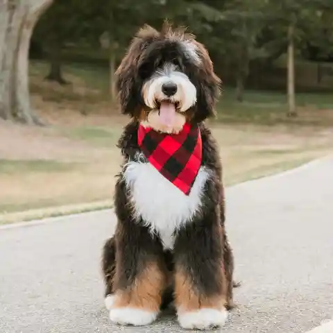 Bernedoodle (Bernese Mountain Dog + Poodle)