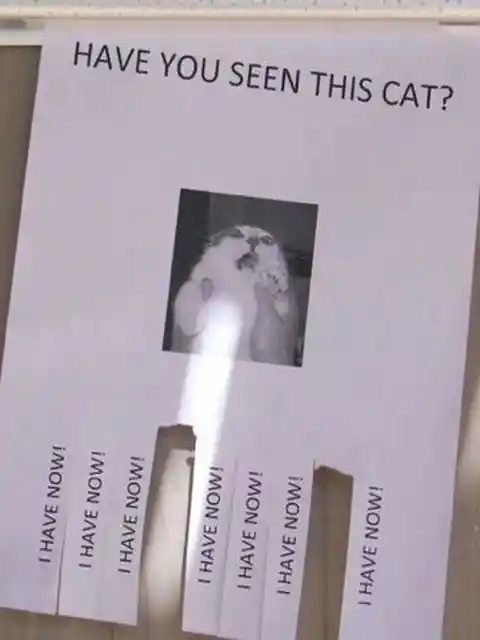 Have You Seen This Cat?