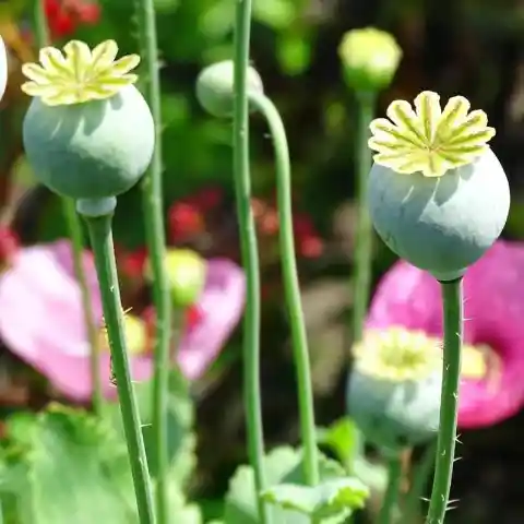 Poppy Fields