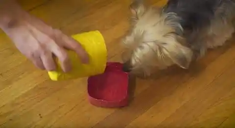 Emergency Doggy Drink