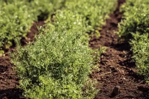 Lentils Grow in Pods