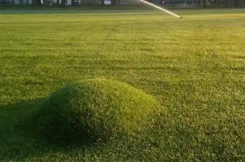 Lawn Blister
