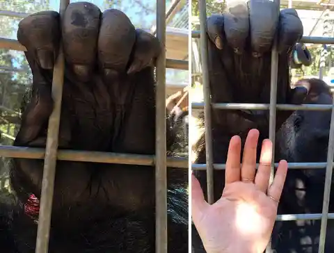 Gorilla Hands Are Like Ours But Ten Times Bigger