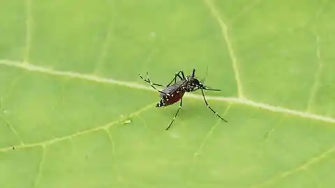 Mad Mosquitoes Of Florida