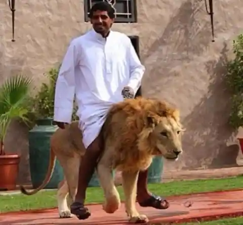 Riding A Lion?