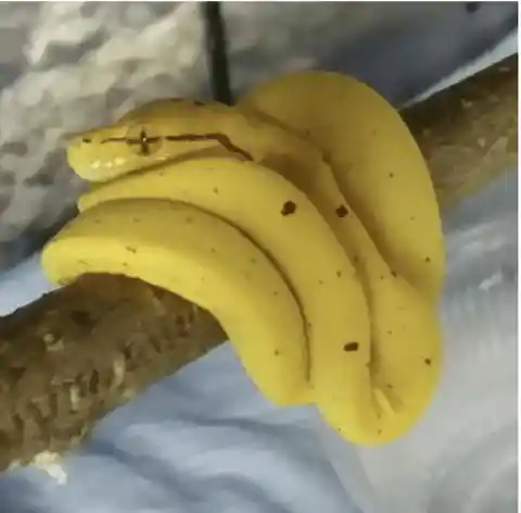 Las Bananas Más Apetitosas Del Mundo