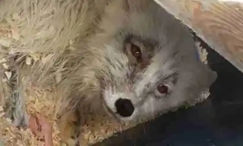Brave Fox
