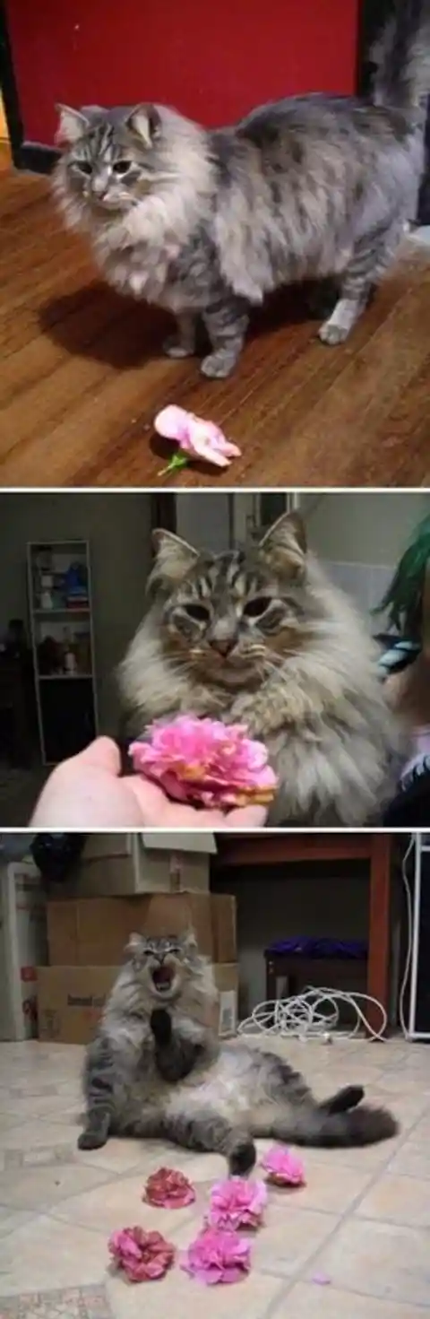 Romantic Cat