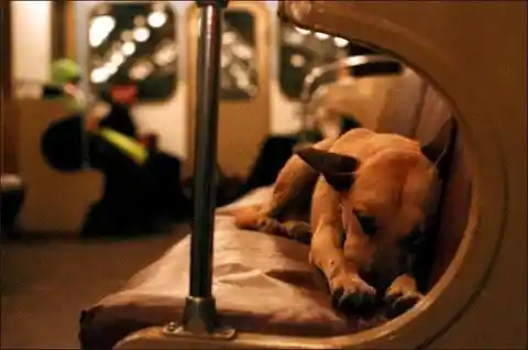 Stray Dogs Navigate Freely Through Russia's Subways