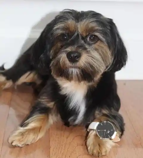 Shorkie (Shih Tzu + Yorkshire Terrier)